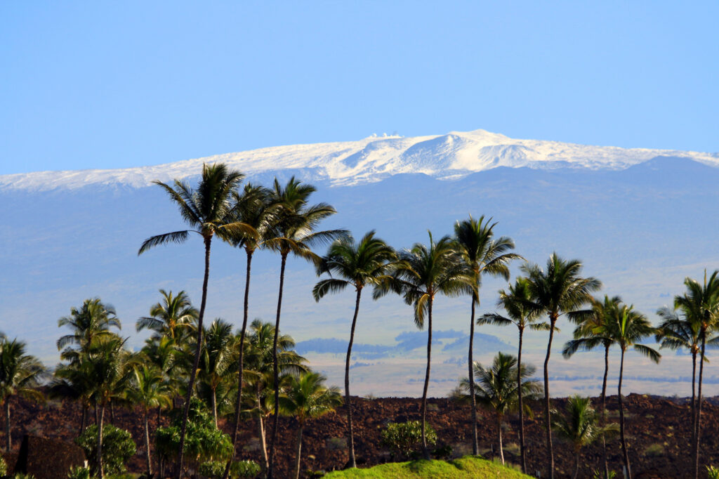 The Big Island's Mauna Kea with snow on top with palm trees in the foreground. 