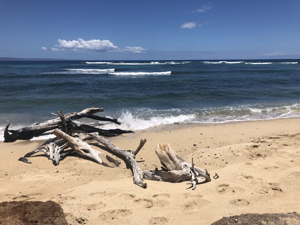 A rugged beach with driftwood on the sand on Maui with the ocean beyond. 