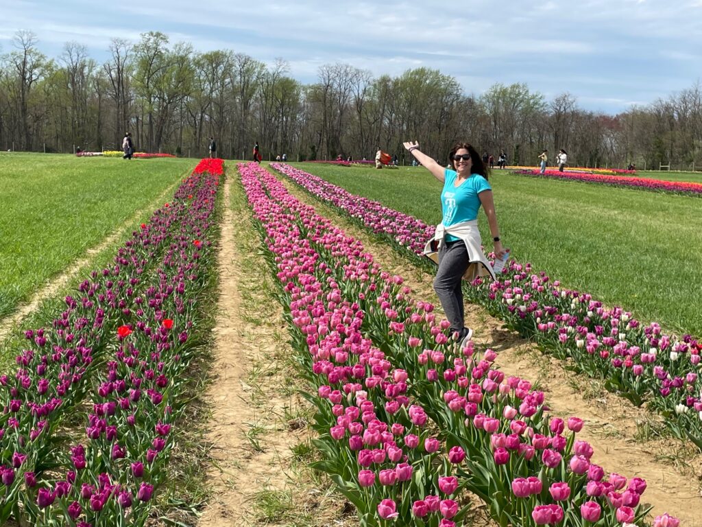 Colorful tulips at Holland Ridge Farm in Cream Ridge, NJ