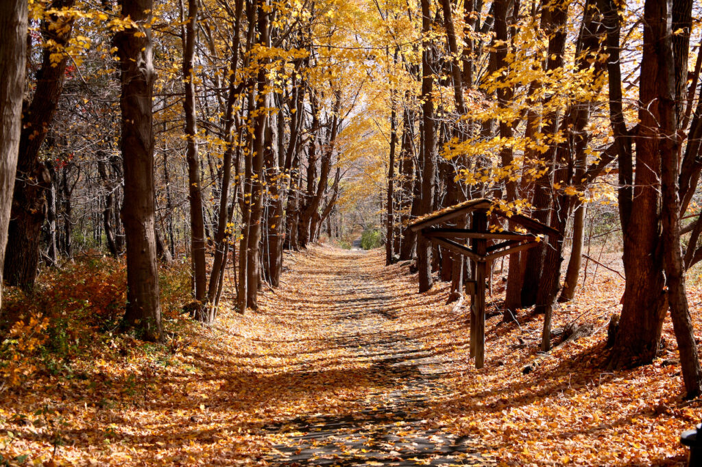 Morris County, NJ's Patriot's Path in the fall with trees with golden and brown leaves. 