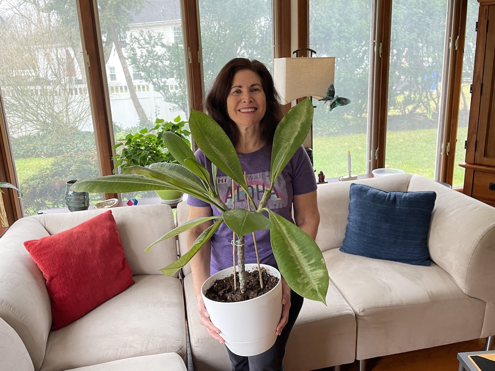 Marla Cimini in New Jersey holding the plumeria plant that she purchased at the Little Plumeria Farm. It has many big green leaves now but it started as a cutting back in June. 