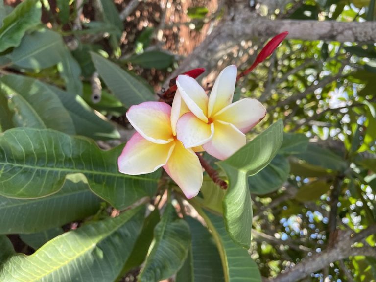 How to visit Hawaii’s Little Plumeria Farms: Ultimate Guide 2024