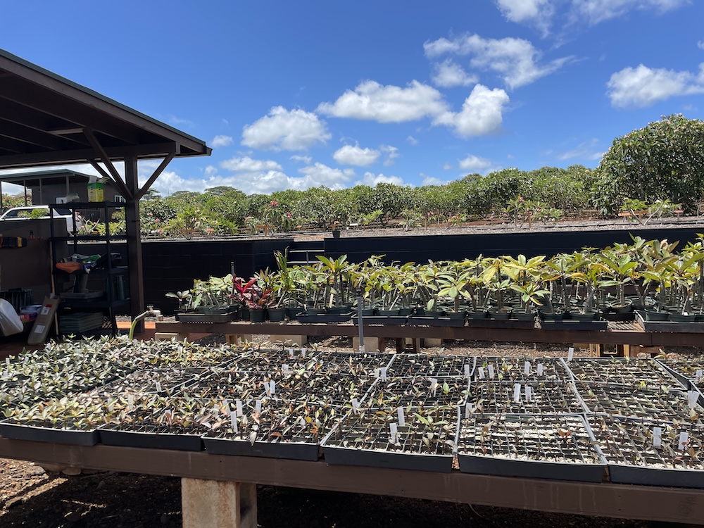 The nursery at Little Plumeria Farms on Oahu, Hawaii. 
